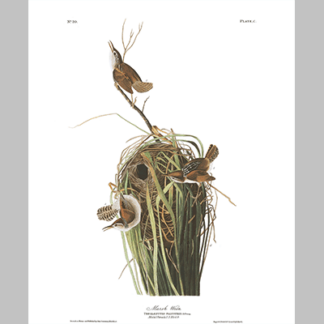 100 Marsh Wren