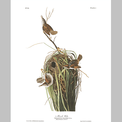 100 Marsh Wren