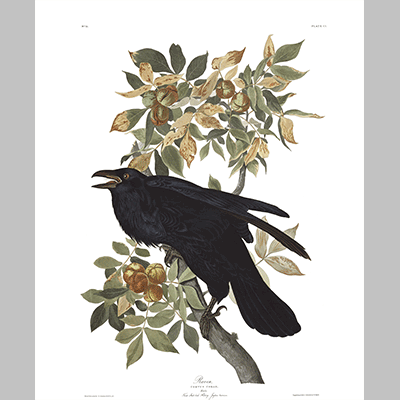 101 Raven