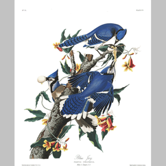 102 Blue Jay