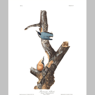 105 Red Breasted Nuthatch