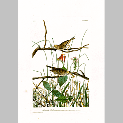 109 Savannah Finch