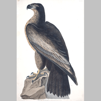 11 Bird of Washington
