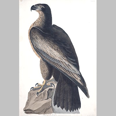 11 Bird of Washington