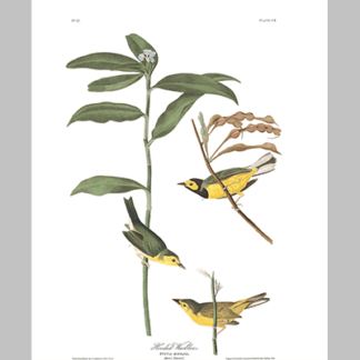 110 Hooded Warbler