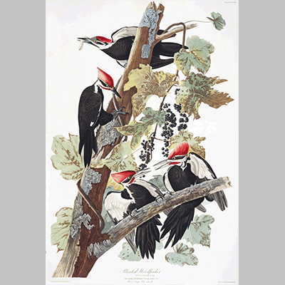 111 Pileated Woodpeckert