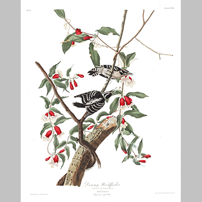 112 Downy Woodpecker
