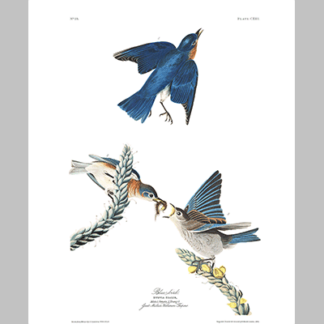 113 Blue Bird