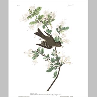 115 Wood Pewee