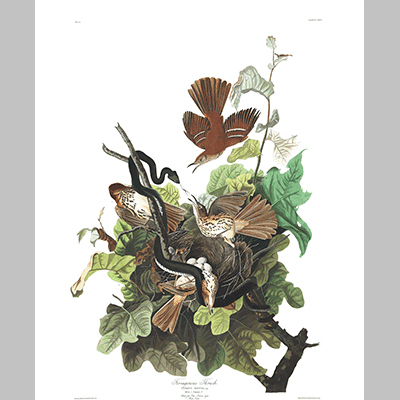 116 Ferrunginous Thrush