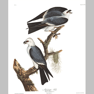 117 Mississippi Kite