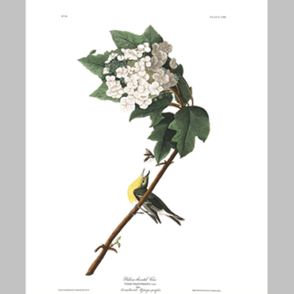 119 Yellow Throated Vireo