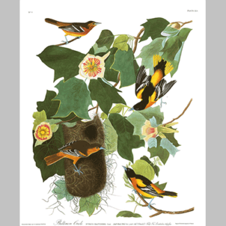 12, Baltimore Oriole