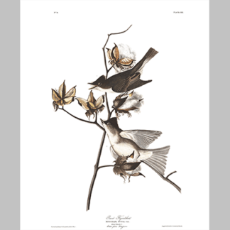 120 Pewit Flycatcher