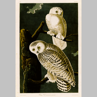 121 Snowy Owl