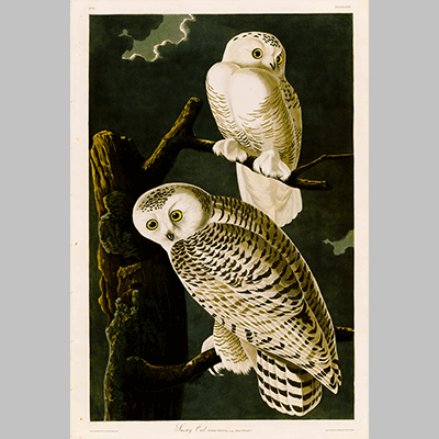 121 Snowy Owl