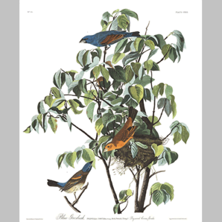 122 Blue Grosbeak