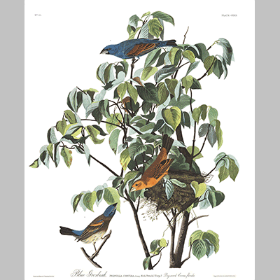 122 Blue Grosbeak