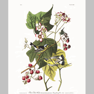 123 Black and Yellow Warbler