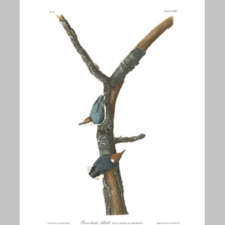 125 Brown Headed Nuthatch