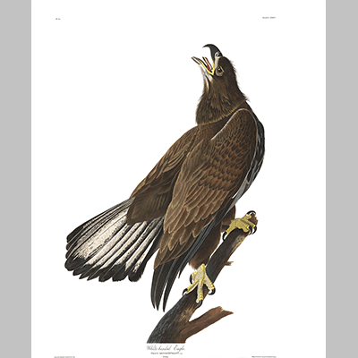 126 White Headed Eagle