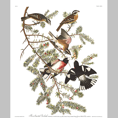 127 Rose Breasted Grosbeak