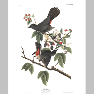 128 Cat Bird
