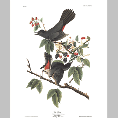 128 Cat Bird