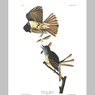 129 Rreat Crested Flycatcher