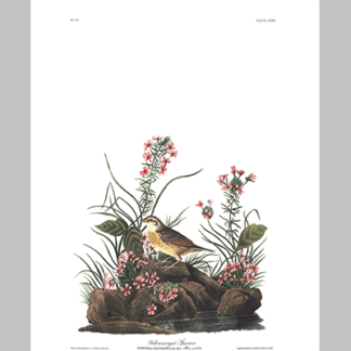 130 Yellow Winged Sparrow