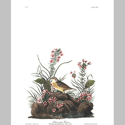 130 Yellow Winged Sparrow