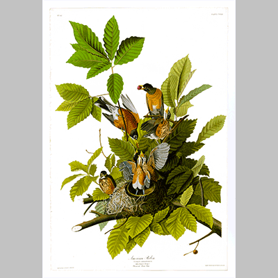 131 American Robin