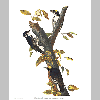 132 Three Toed Woodpecker