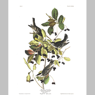 133 Black Poll Warbler