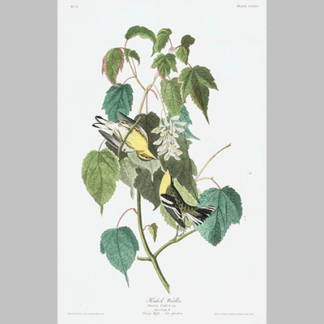 134 Hemlock Warbler