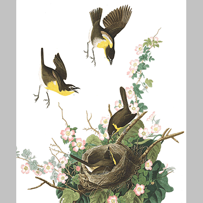 137 Yellow Breasted Chat
