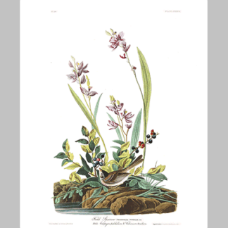 139 Field Sparrow