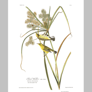 14, Prairie Warbler