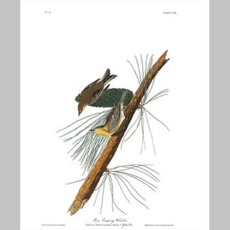 140 Pine Creeping Warbler
