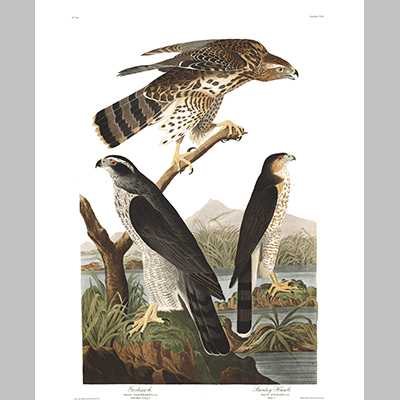 141 Goshawk