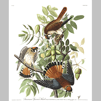 142 American Sparrow Hawk