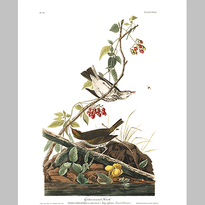 143 Golden Crowned Thrush