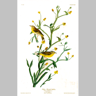 145 Yellow Red Poll Warbler