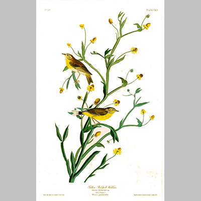 145 Yellow Red Poll Warbler