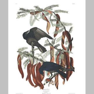 146 Fish Crow