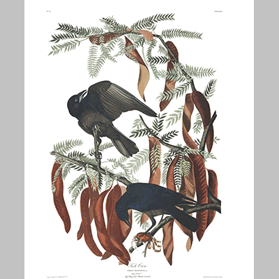 146 Fish Crow