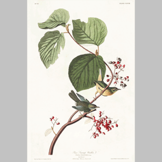 148 Pine Swamp Warbler