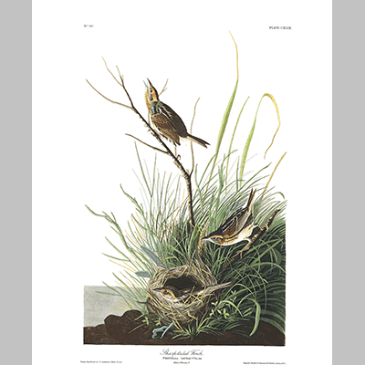 149 Sharp Tailed Finch