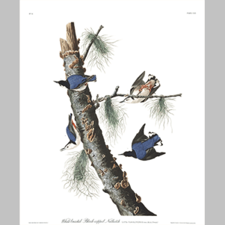 152 White Breasted Black Capped Nuthatch