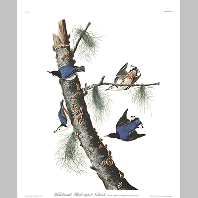 152 White Breasted Black Capped Nuthatch